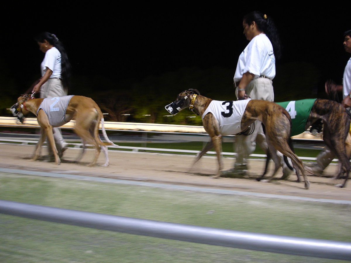 what states have online dog racing wagering