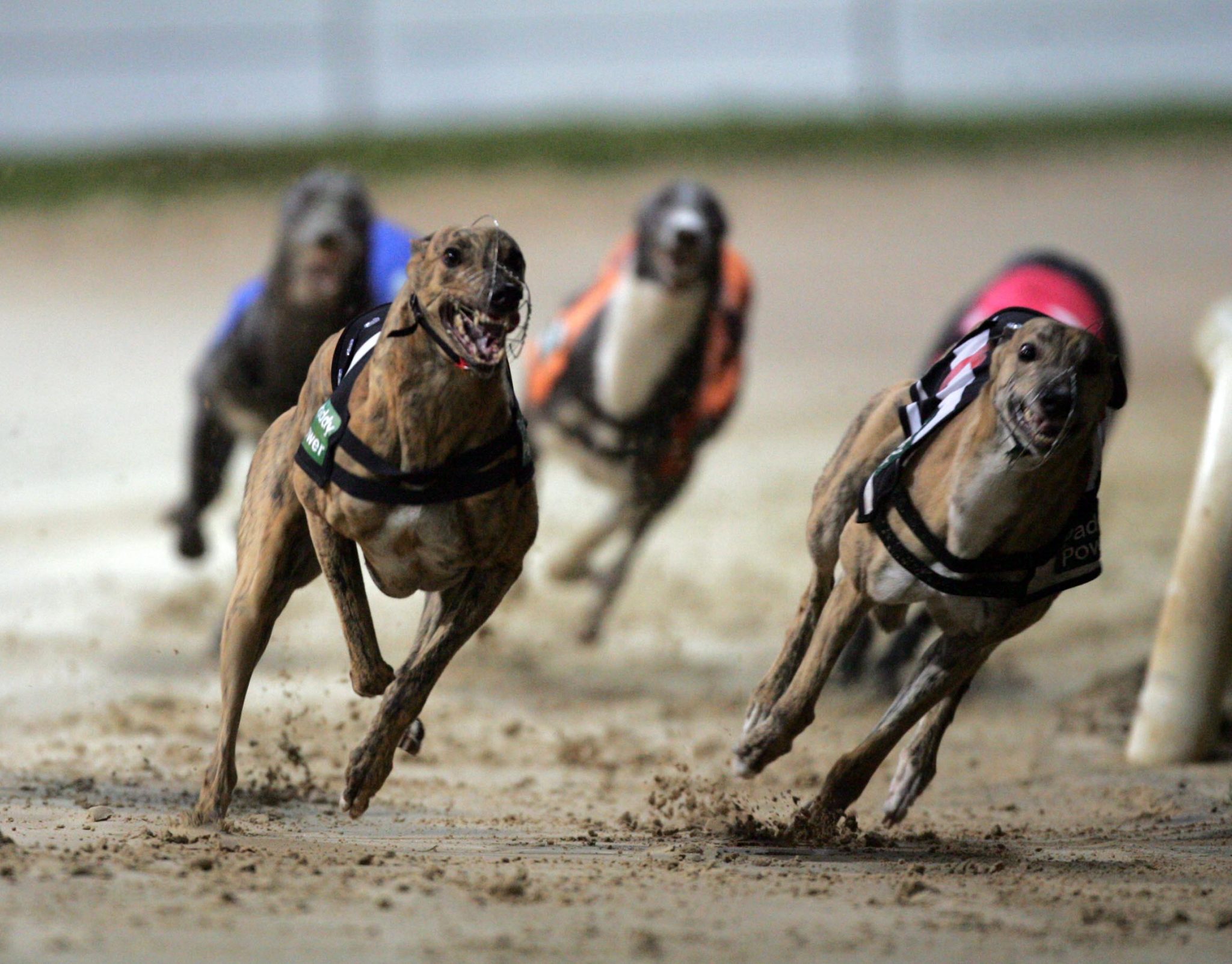 what states have online dog racing wagering