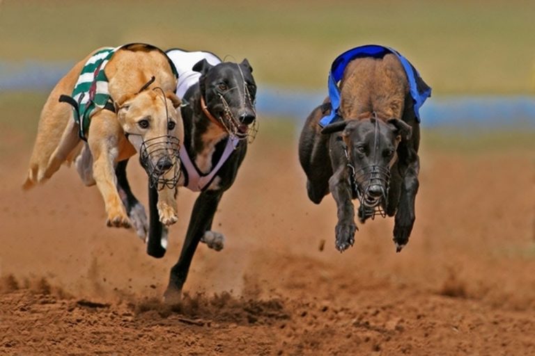 How To Bet Guidance How To Bet on Dog Racing?